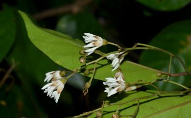 Erycibe henryi Prain 亨利氏伊立基藤