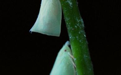 Geisha distinctissima (Walker, 1858) 青蛾蠟蟬