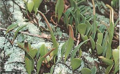 Pyrrosia lanceolata (L.) Farw. 披針葉石葦