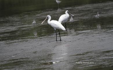 Platalea minor Temminck & Schlegel, 1849 黑面琵鷺