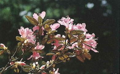 Rhododendron rubropilosum var. taiwanalpinum 臺灣高山杜鵑