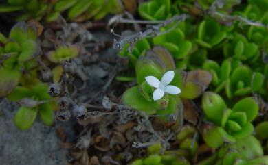 Leptopetalum coreanum 脈耳草