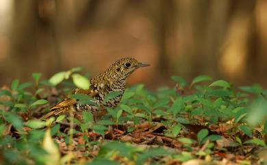 Zoothera aurea toratugumi (Momiyama, 1940) 白氏地鶇(日本亞種)