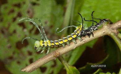 Brahmaea wallichii insulata Inoue, 1984 枯球籮紋蛾