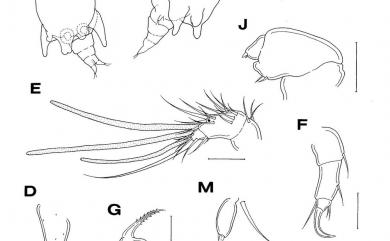 Xarifia quinaria Humes, 1985 五突珊虱