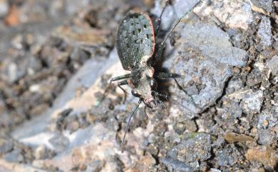 Paropisthius masuzoi Kasahara, 1989