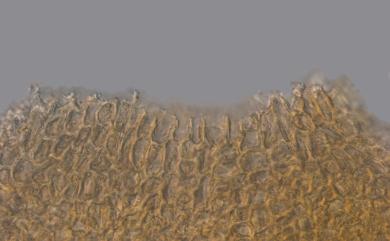 Macromitrium gymnostomum Sull. & Lesq., 1859 缺齒簑苔