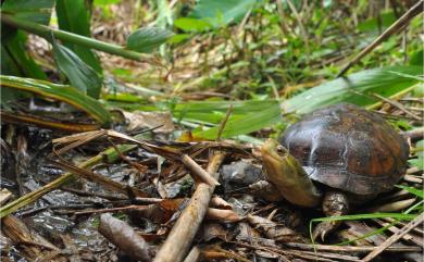 Mauremys mutica (Cantor, 1842) 柴棺龜