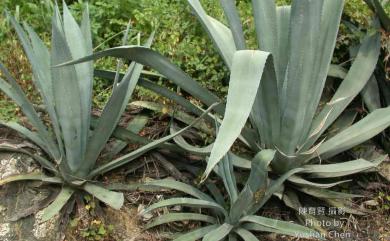 Agave americana 龍舌蘭