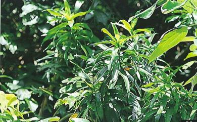 Dracaena angustifolia (Medik.) Roxb. 番仔林投