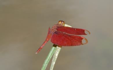 Neurothemis fulvia (Drury, 1773) 淺褐蜻蜓