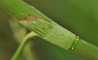 Persicaria pulchra (Blume) Soják 絨毛蓼