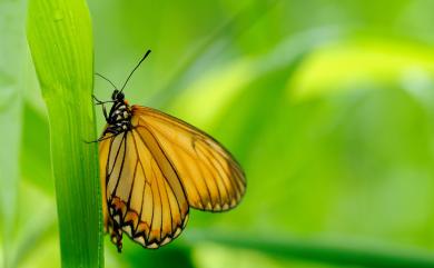 Acraea issoria formosana (Fruhstorfer, 1912) 苧麻珍蝶