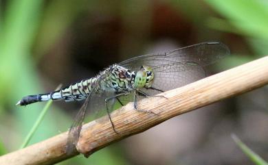 Acisoma panorpoides panorpoides 粗腰蜻蜓