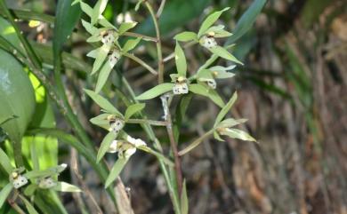 Cymbidium lancifolium var. syunitianum 大竹柏蘭