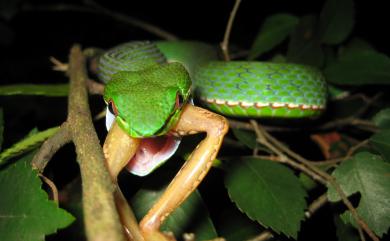 Trimeresurus stejnegeri Schmidt, 1925 赤尾青竹絲