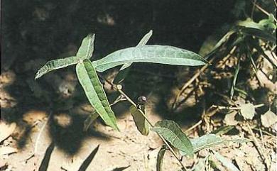 Ficus tannoensis 濱榕