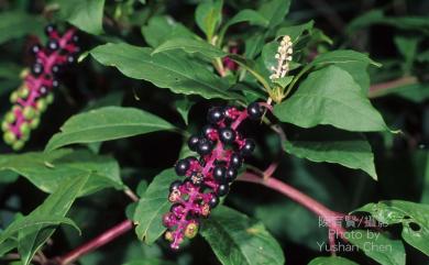 Phytolacca americana 美洲商陸