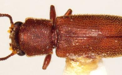 Lyctoxylon dentatum (Pascoe, 1866) 齒粉蠹