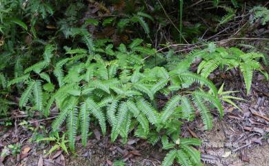 Dicranopteris linearis (Burm.f.) Underw. 芒萁