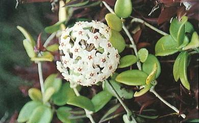 Hoya carnosa (L. f.) R. Br. 毬蘭