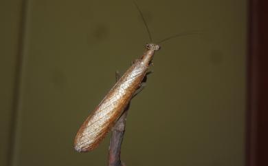 Astyliasula major (Beier, 1929) 大異巨腿螳