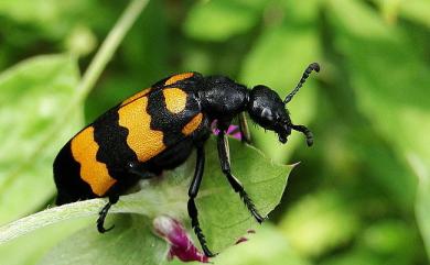 Hycleus phaleratus (Pallas, 1781) 大橫紋芫青