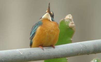 Alcedo atthis bengalensis (Gmelin, 1788) 翠鳥