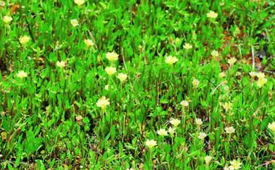 Oenothera laciniata 裂葉月見草