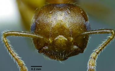 Crematogaster rogenhoferi Mayr, 1879 懸巢舉尾家蟻