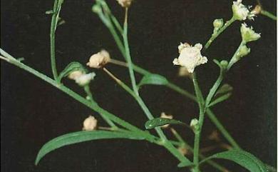 Parthenium hysterophorus L. 銀膠菊