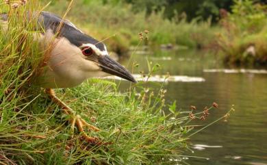 Nycticorax nycticorax nycticorax (Linnaeus, 1758) 夜鷺