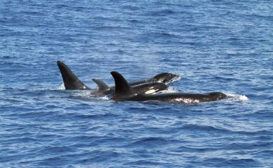 Orcinus orca Linnaeus, 1758 虎鯨