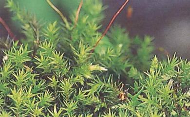 Trichostomum recurvifolium 牙緣毛口苔