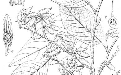 Alniphyllum pterospermum 假赤楊