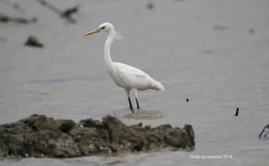 Egretta eulophotes (Swinhoe, 1860) 唐白鷺