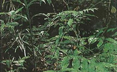 Tectaria decurrens 翅柄三叉蕨