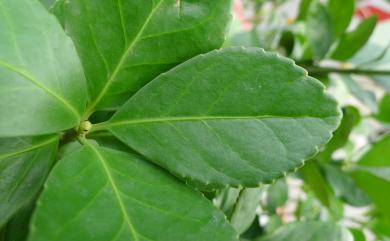 Euonymus japonicus Thunb. 日本衛矛