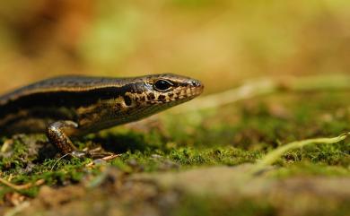 Sphenomorphus indicus Gray, 1853 印度蜓蜥