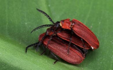 Cyphonocerus sanguineus Pic, 1911 赤翅雙櫛角螢