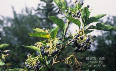 Premna microphylla Turcz. 臭黃荊