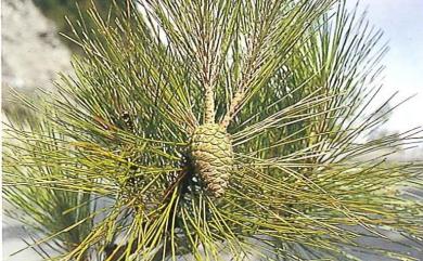 Pinus morrisonicola Hayata 臺灣五葉松