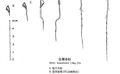 Abies kawakamii (Hayata) Ito 臺灣冷杉