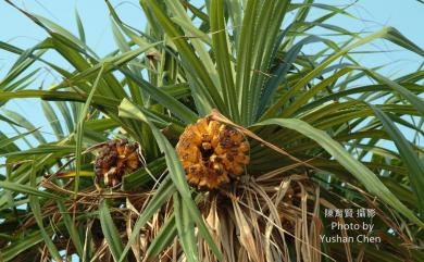 Pandanus odorifer (Forssk.) Kuntze 露兜樹