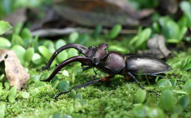 Lucanus formosanus Planet, 1899 臺灣深山鍬形蟲