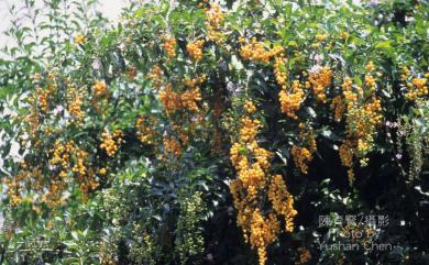 Duranta repens L. 蕾絲金露花