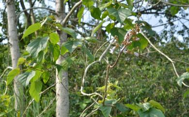 Paulownia × taiwaniana T.W.Hu & H.J.Chang 臺灣泡桐