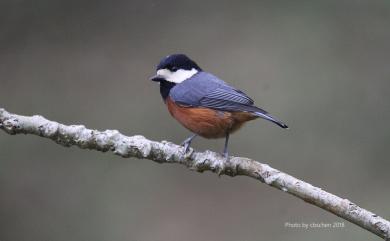 Sittiparus castaneoventris Gould, 1862 赤腹山雀