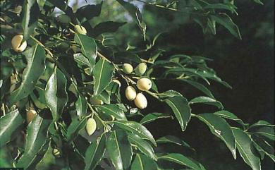 Liodendron formosanum 臺灣假黃楊