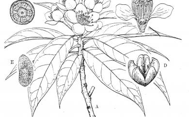Schima superba var. kankaoensis 港口木荷